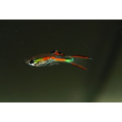 Guppy Cumana - Poecilia wingei