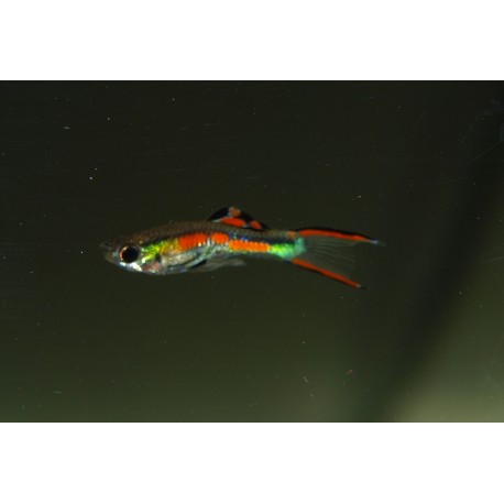 Guppy Cumana - Poecilia wingei
