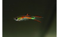 Guppy Cumana - Poecilia wingei