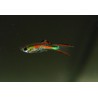 Guppy Cumana - Poecilia wingei
