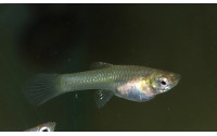 Guppy Cumana - Poecilia wingei