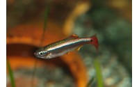 Cardinal - Tanichthys albonubes