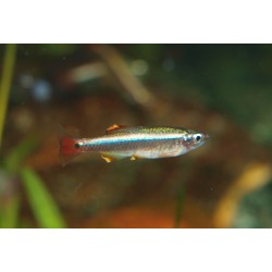 Cardinal - Tanichthys albonubes