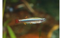 Cardinal - Tanichthys albonubes