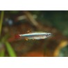 Cardinal - Tanichthys albonubes