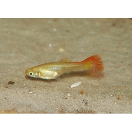 Guppy full red - Poecilia reticulata