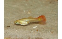 Guppy full red - Poecilia reticulata