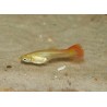 Guppy full red - Poecilia reticulata