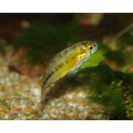 Cichlidé ombrelle - Apistogramma borellii "Paraguay"