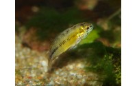 Cichlidé ombrelle - Apistogramma borellii "Paraguay"