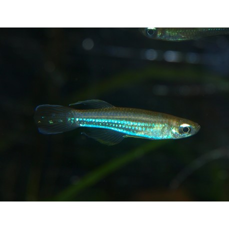 Poropanchax luxophthalmus