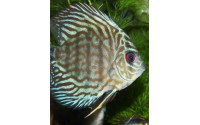 Discus turquoise brillant - Symphysodon aequifasciatus