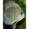 Discus turquoise brillant - Symphysodon aequifasciatus