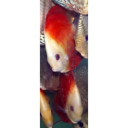 Discus super red melon - Symphysodon aequifasciatus