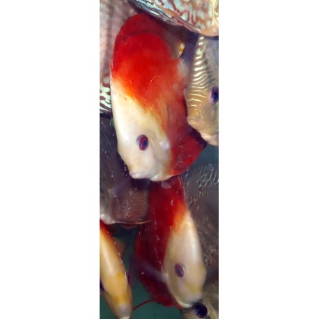 Discus super red melon - Symphysodon aequifasciatus