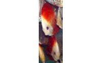 Discus super red melon - Symphysodon aequifasciatus