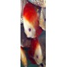 Discus super red melon - Symphysodon aequifasciatus