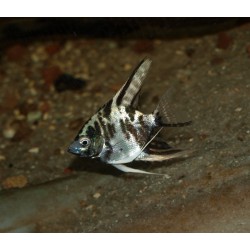 Scalaire blue marble - Pterophyllum scalare