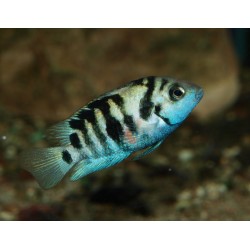 Cichlidé bagnard du Honduras - Amatitlania siquia