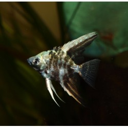 Scalaire blue marble - Pterophyllum scalare
