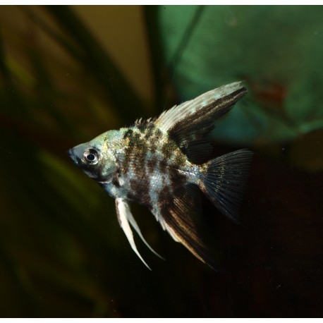 Scalaire blue marble - Pterophyllum scalare
