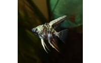 Scalaire blue marble - Pterophyllum scalare