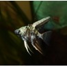 Scalaire blue marble - Pterophyllum scalare