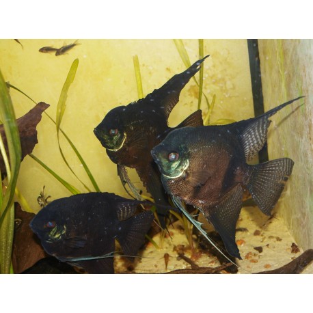 Scalaire noir - Pterophyllum scalare