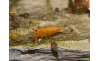 Crevette sakura orange - Neocaridina davidii