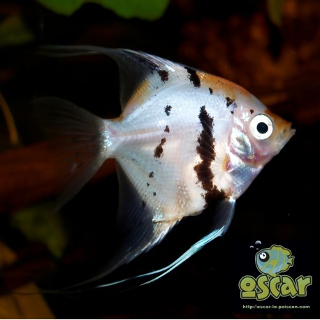 Scalaire koï - Pterophyllum scalare