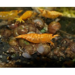 Crevette sakura orange - Neocaridina davidii