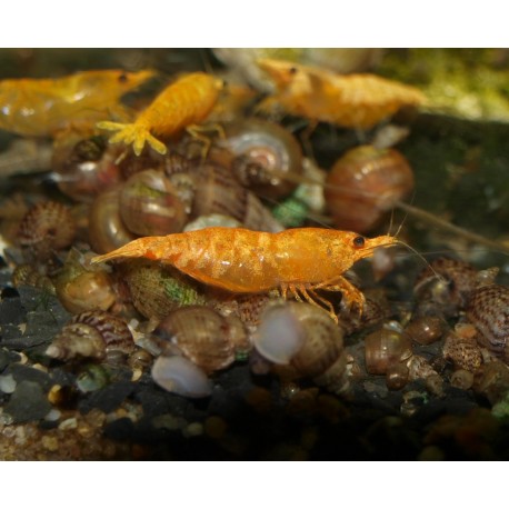 Crevette sakura orange - Neocaridina davidii
