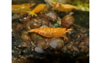 Crevette sakura orange - Neocaridina davidii