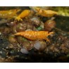 Crevette sakura orange - Neocaridina davidii