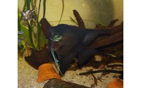 Scalaire noir - Pterophyllum scalare