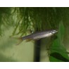 Characin arroseur - Copella arnoldi