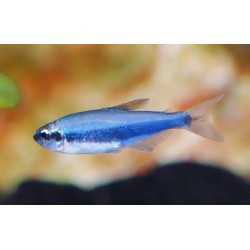 Tétra Royal - Inpaichtys kerri