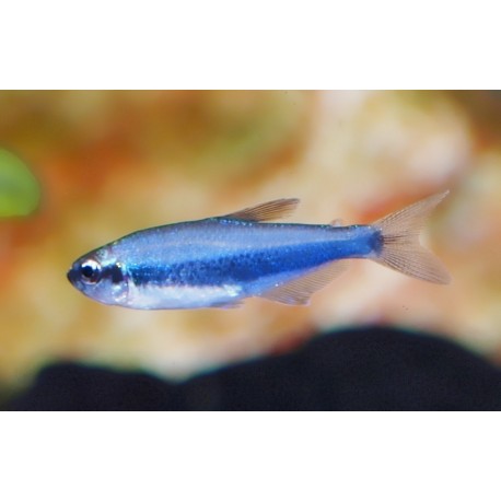 Tétra Royal - Inpaichtys kerri