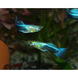 Guppy bleu néon - Poecilia reticulata