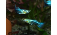 Guppy bleu néon - Poecilia reticulata
