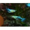 Guppy bleu néon - Poecilia reticulata