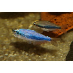 Tétra Royal - Inpaichtys kerri