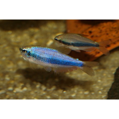 Tétra Royal - Inpaichtys kerri