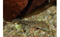 Ancistrus sp. - L528 "Rio Paraguay"