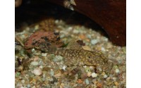 Ancistrus sp. - L528 "Rio Paraguay"