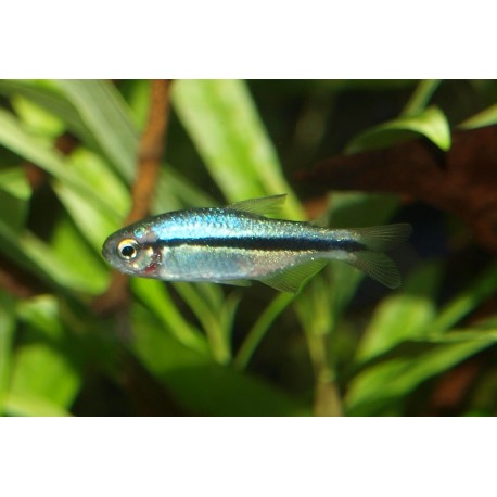 Tétra Lapis-lazuli - Hyphessobrycon cyanotaenia