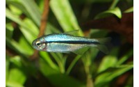 Tétra Lapis-lazuli - Hyphessobrycon cyanotaenia