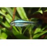 Tétra Lapis-lazuli - Hyphessobrycon cyanotaenia