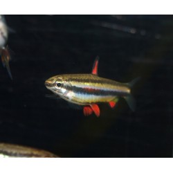 Poisson crayon nain - Nannostomus marginatus