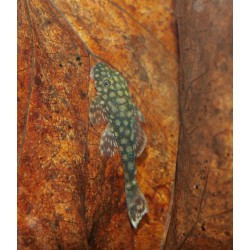 Ancistrus sp. - L528 "Rio Paraguay"
